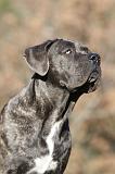 CANE CORSO 984